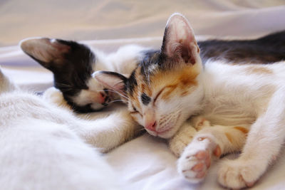 Close-up of cat sleeping on bed