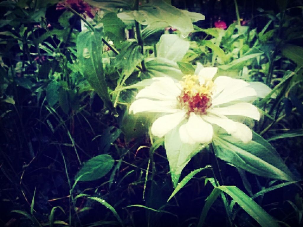 flower, freshness, petal, growth, fragility, flower head, beauty in nature, plant, blooming, nature, leaf, field, close-up, green color, white color, in bloom, high angle view, single flower, focus on foreground, pollen