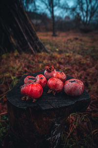 Close-up of apples on field in forest