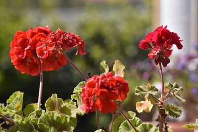 Close-up of red flowering plant