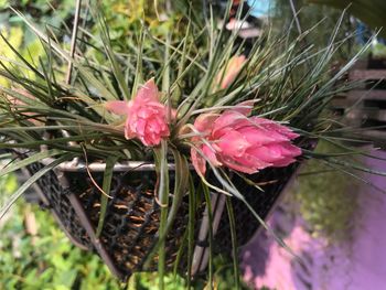 Close-up of pink flowers blooming outdoors