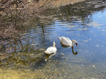 High angle view of swans swimming in lake