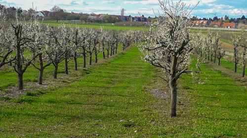 Scenic view of vineyard against sky