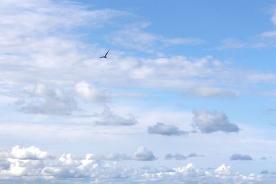 Low angle view of bird flying in sky