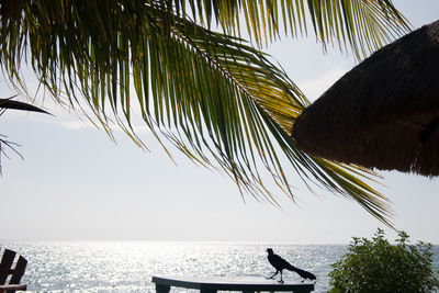 Silhouette of palm tree against sea