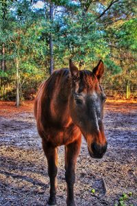 Horse standing on tree