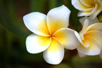 Close-up of flower blooming outdoors