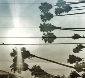Low angle view of trees against cloudy sky