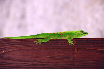 Close-up of lizard on wood against wall