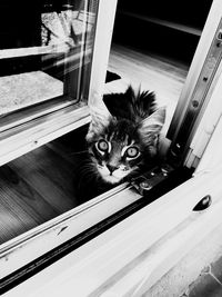 Portrait of cat seen through window