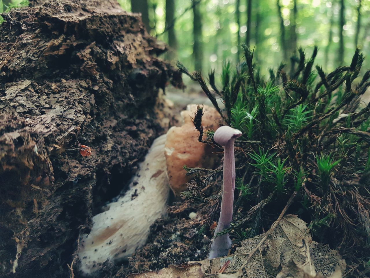 mushroom, plant, fungus, tree, toadstool, nature, growth, day, tree trunk, land, no people, trunk, vegetable, forest, close-up, food, beauty in nature, moss, focus on foreground, edible mushroom, outdoors, bark