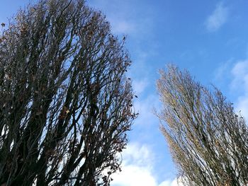 Low angle view of tree against sky