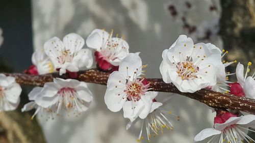 Close-up of white cherry blossoms