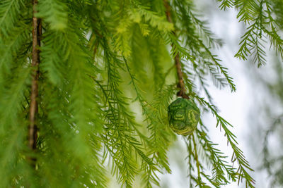 Close-up of pine tree