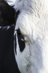 Close-up of a cat