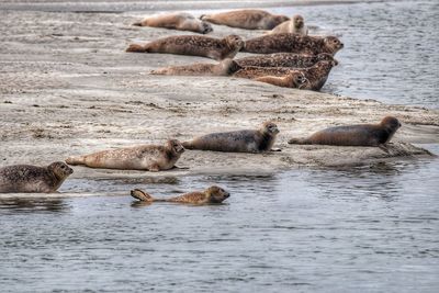 View of seals in sea