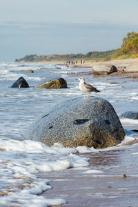 Beautiful sea gull standing on a big granite stone on the shore with waves on the baltic sea