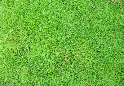 Full frame shot of green grass