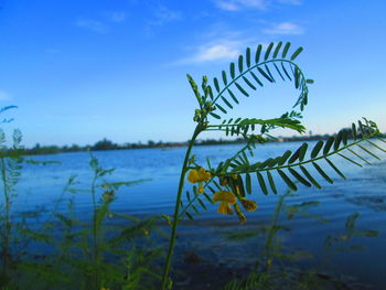 Close-up of plant against blue sky