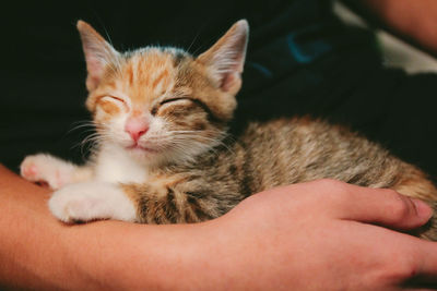 Close-up of cat with hand on kitten