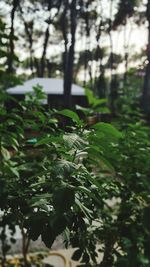 Close-up of fresh green tree in forest