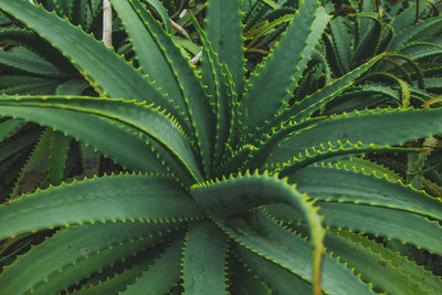 Full frame shot of succulent plant