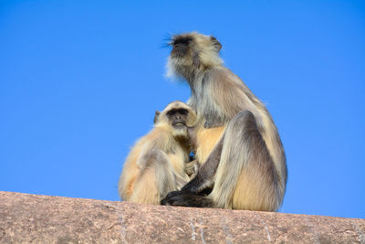 Low angle view of monkeys sitting on retaining wall against clear blue sky