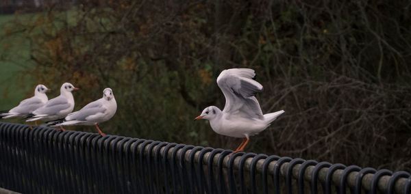 Black-headed gull perching on bridge rail