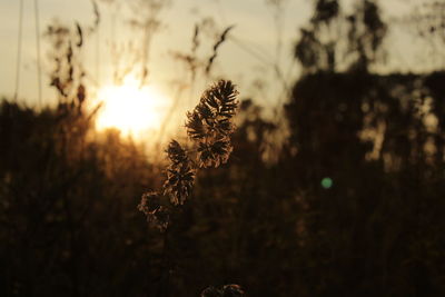 Dried plant on field during sunset