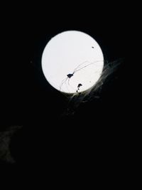 Silhouette of horse against dark sky