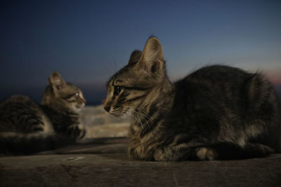 Close-up of a cat