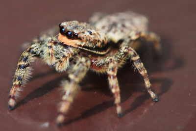 Close-up of insect