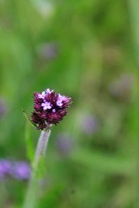 Close-up of purple flowers