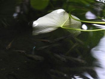 Close-up of plant