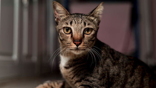 Close-up portrait of cat