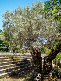 Close-up of tree against sky