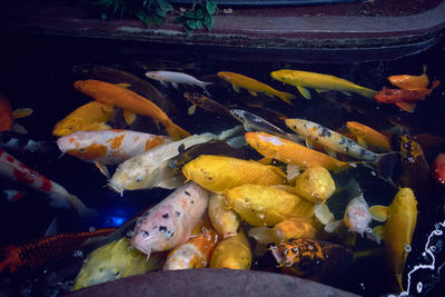 View of koi fish in sea