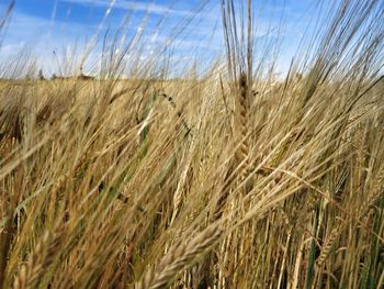 Wheat crop in field