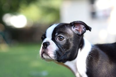 Close-up of dog looking away