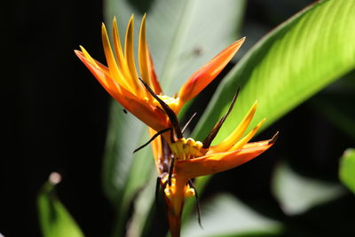 Close-up of orange flowering plant