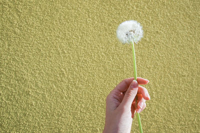 Close-up of woman holding flower