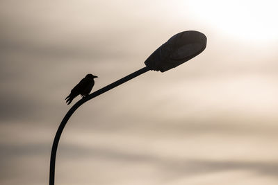 Low angle view of bird against sky