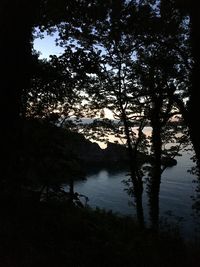 Silhouette trees by lake in forest against sky at night