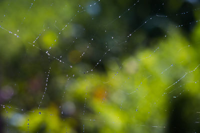 Full frame shot of wet spider web