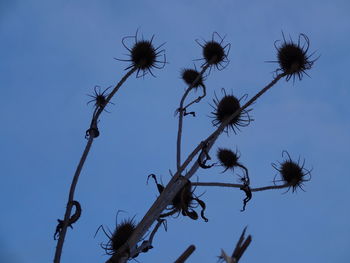 Low angle view of flowers against blue sky