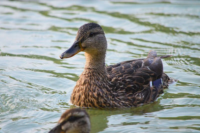 Duck in a lake