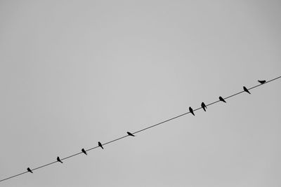 Low angle view of silhouette birds perching on power line