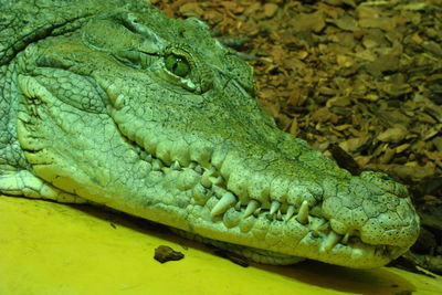 Close-up of a turtle