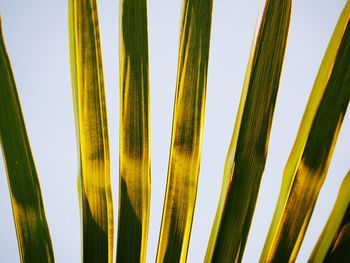 Close-up of palm leaf against sky