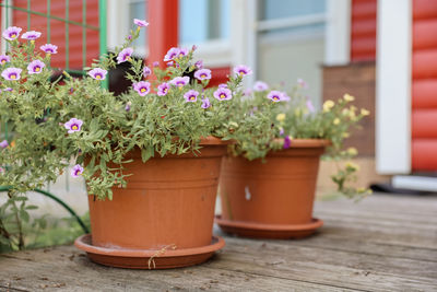 Potted plant on table